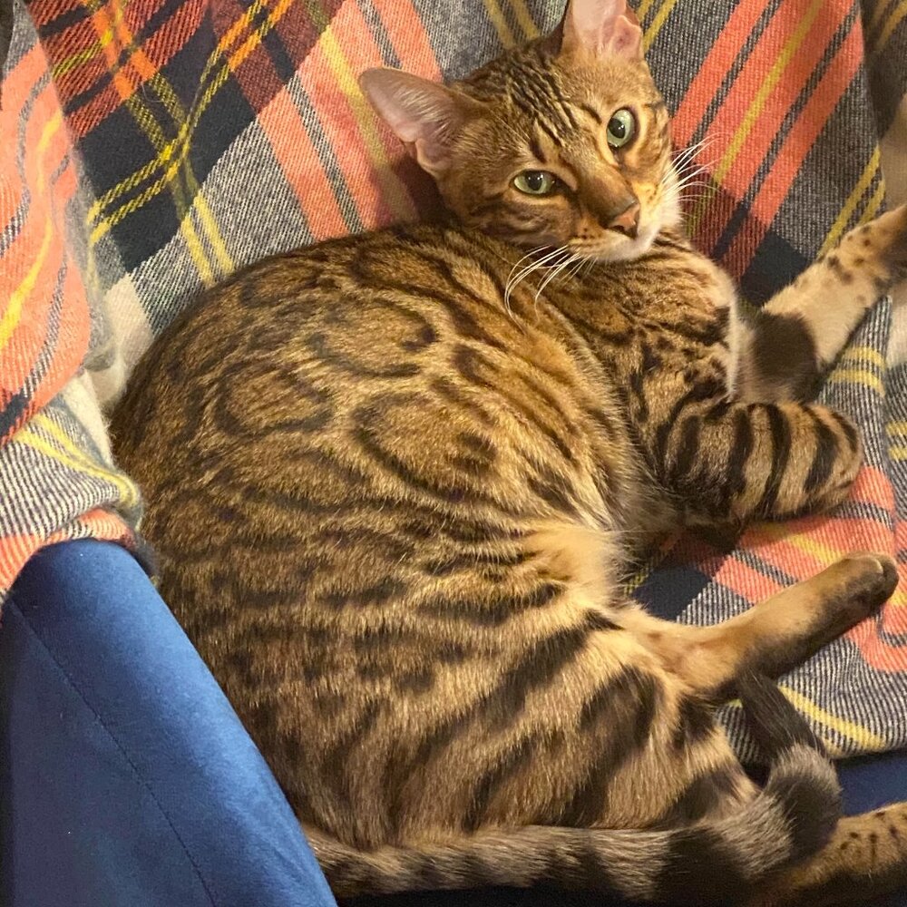 Meet your Posher, AC